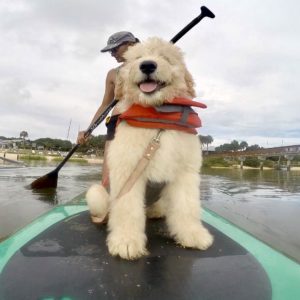 Dog on Paddle Board